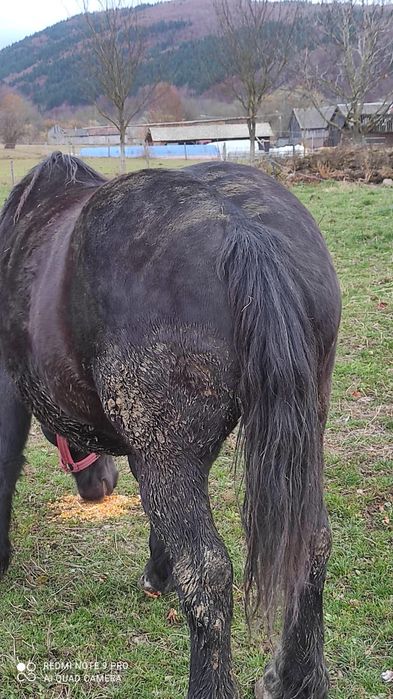 Vând 2 iepe Vamă -Buzaului