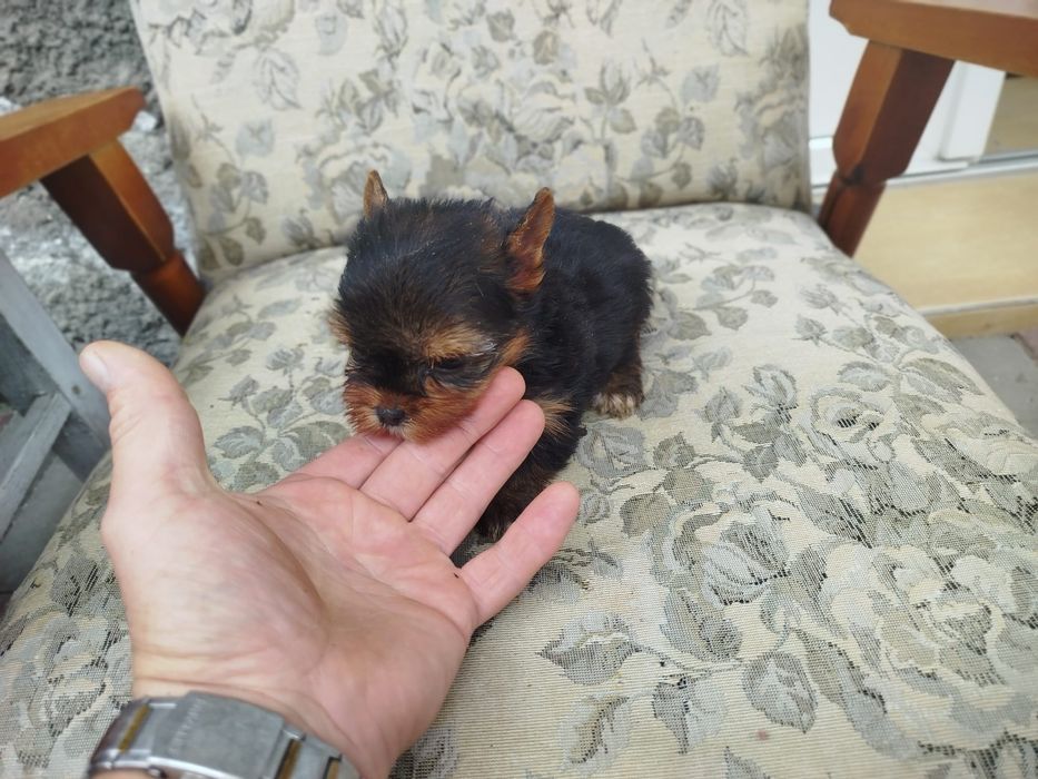 Yorkshire terrier talie mica