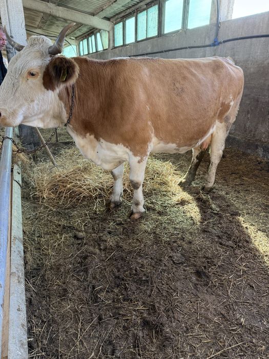 Vaca de vanzare Cuci
