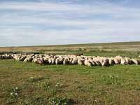 Turma de oi de vânzare