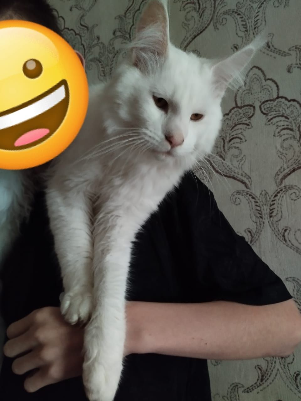 Белый Мейн Кун на вязку