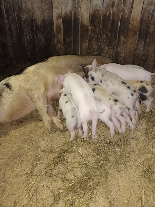 Месячные поросята