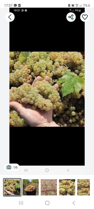 Vând struguri de vin