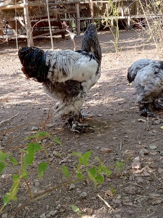 Tiyomni pux toʻchkalilar sotiladi soni 15 ta 11 ta makiyon 4 ta xoʻroz