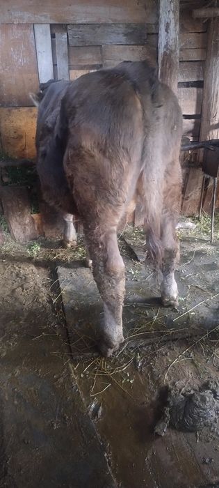 Vând tăuraș - 6 luni