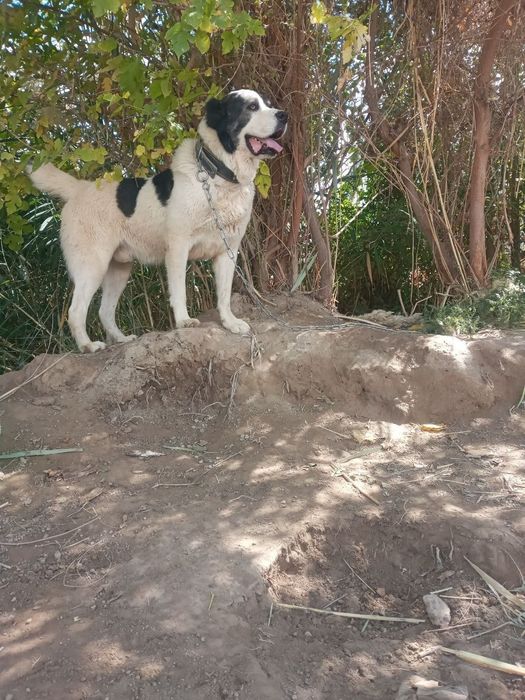 1 yilik kuchik sotiladi