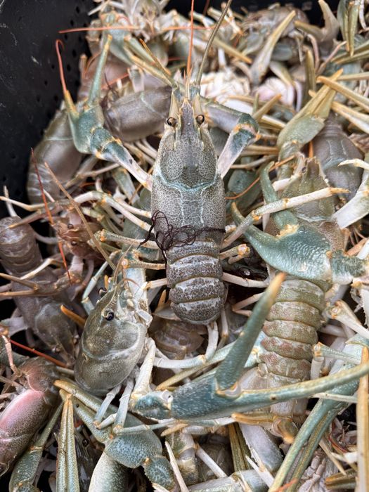 Раки готовые кг 4000тг