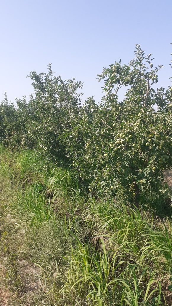 Продаётся сад ниже бака 20 гитара