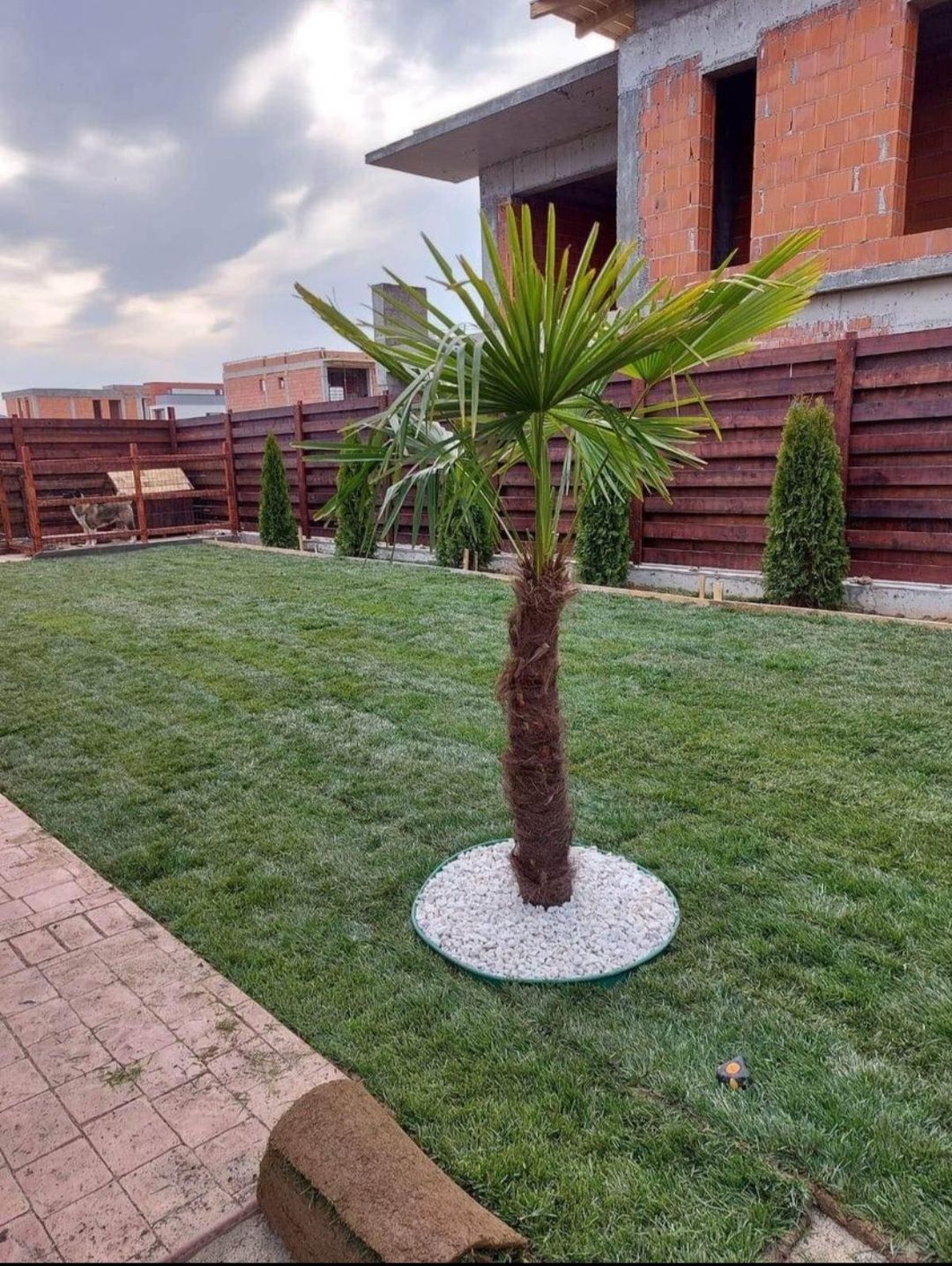 Leylandii 2m - 4m gard viu, plante ornamentale și gazon rulou sport