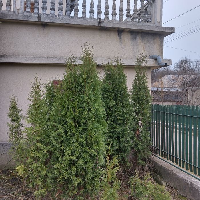 Tuia de vânzare 1,5 H