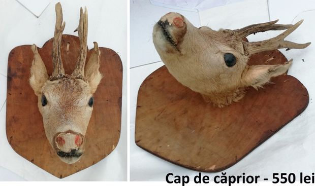 Coarne cerb, caprior, tap - lacuite, cu panoplie + animale impaiate