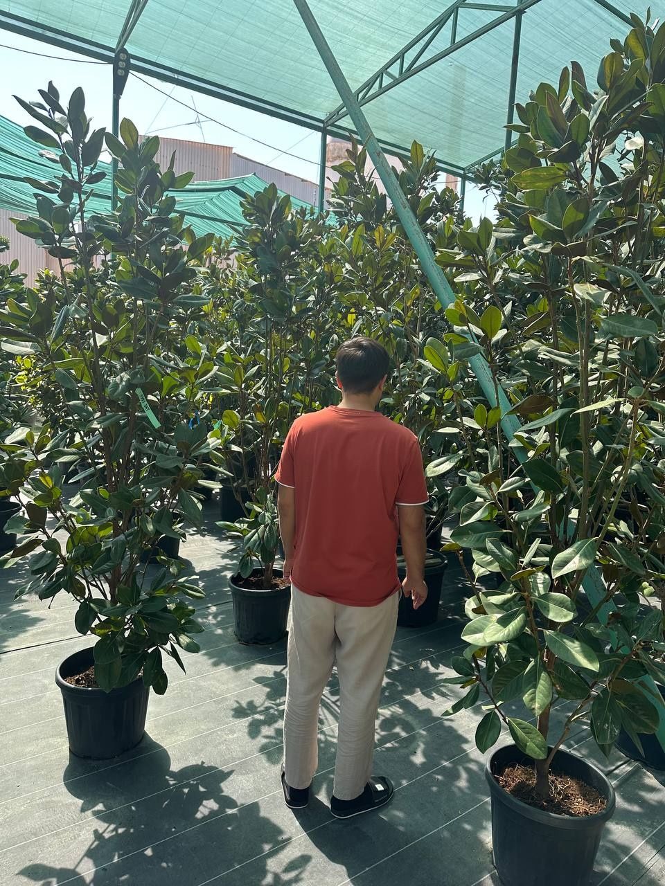 Magnolia Grandiflora Galliosensis