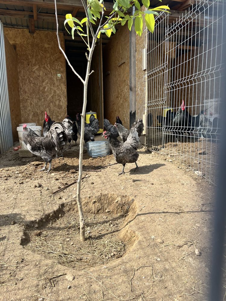 Oua australorp negru si albastru