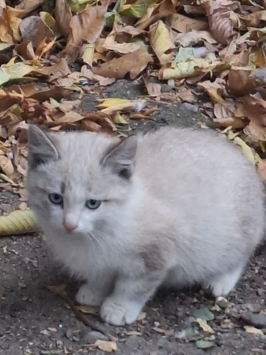 Шикарные котята ищут дом