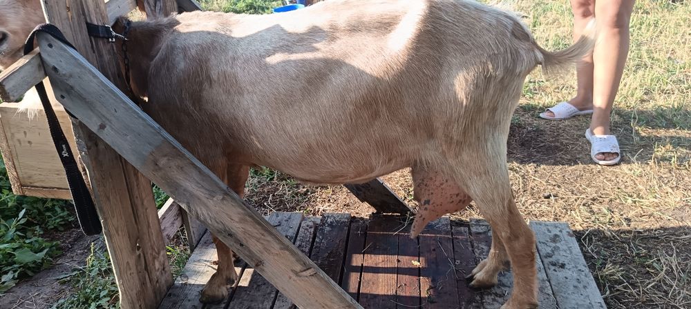 Vând capre bune de lapte