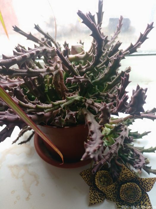 Стапелия пёстрая..