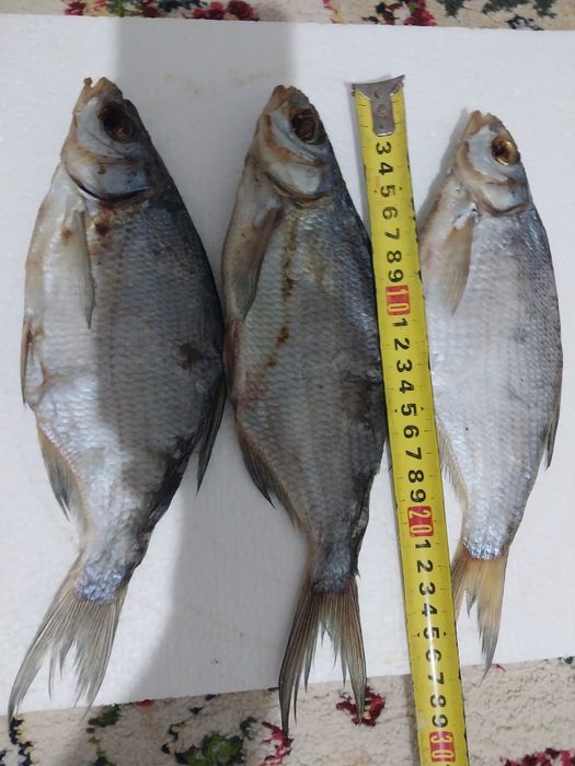 Рыба Лещ Судочек