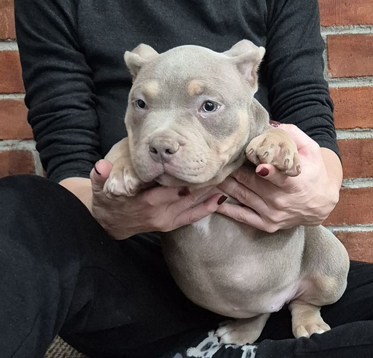 American Bully pedigree Abkc!