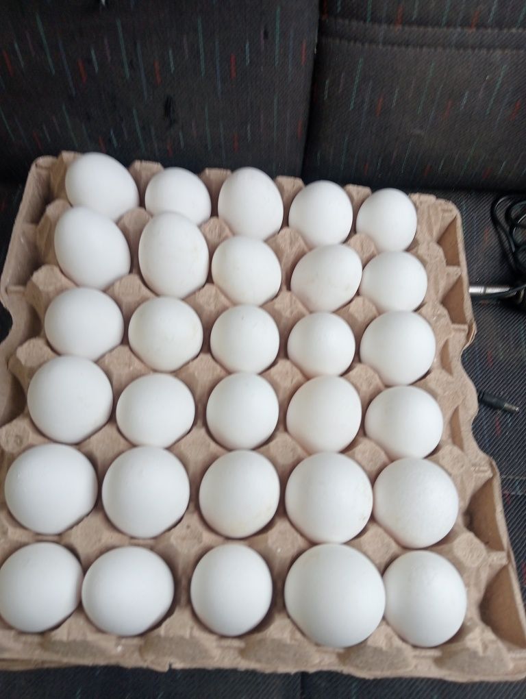 Яйца домашних 30