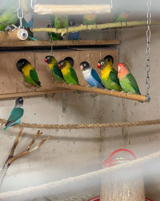 Vand papagali agapornis