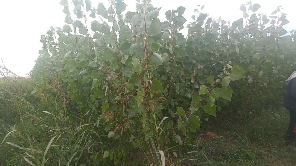 Саженцы декоративных деревьев