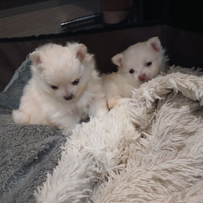 Продам щенят шпиц