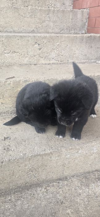 Подарявам кучета Немски овчарки-каракачнки