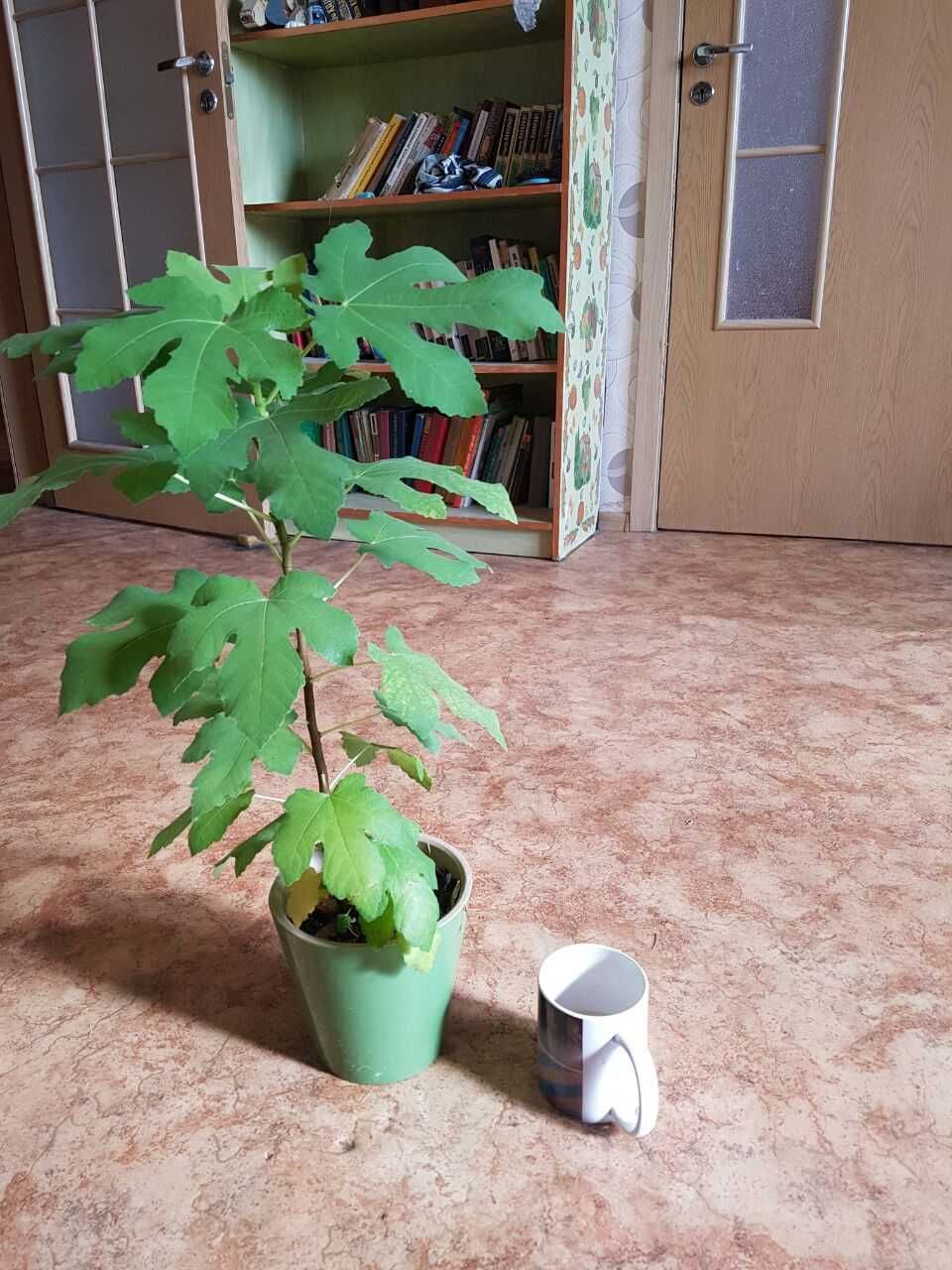 Инжир комнатный, карликовый сорт