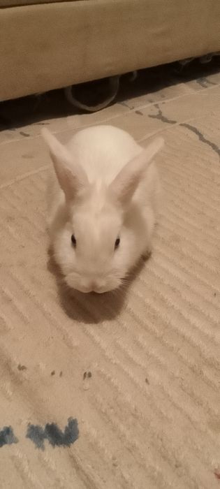 Продам домашнего   кролика