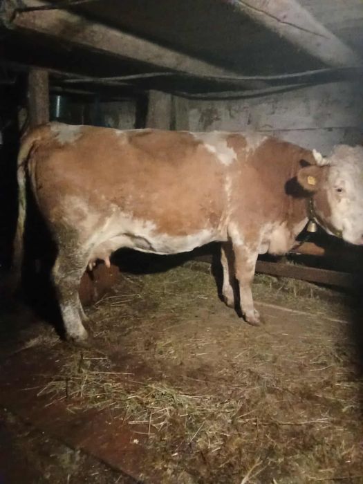 Vand vaca baltata cu vitel albastru