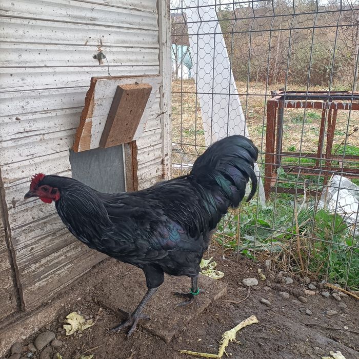 Cocos Australorp
