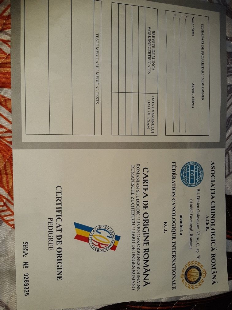 Ciobanesc de Bucovina de vanzare