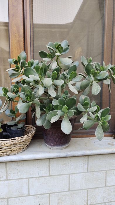 Продается денежное дерево. Цена от 35 000 сум до 170 000 сум