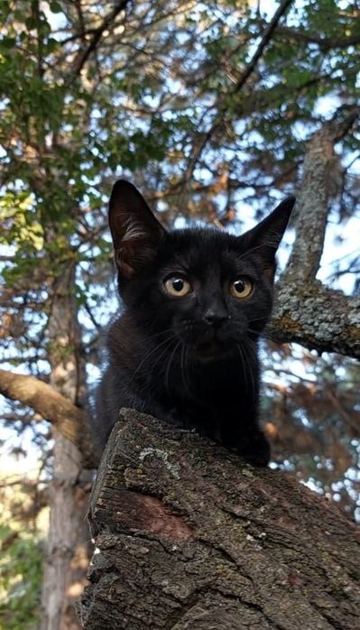 Отдам котят в хорошие руки