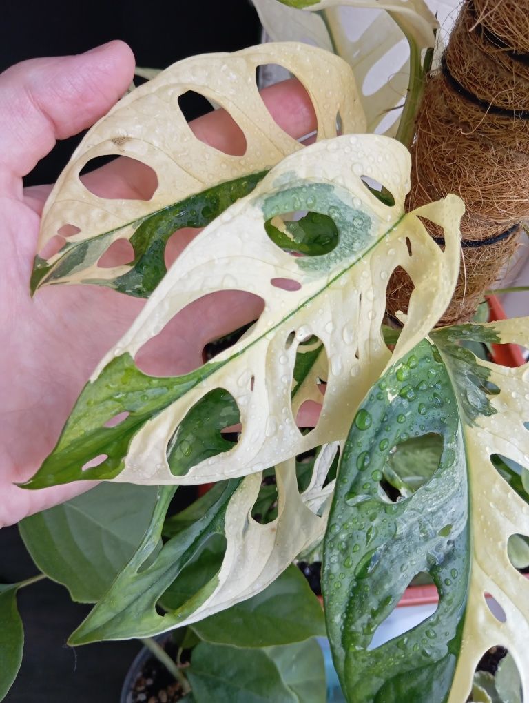 Монстера Adansonii Variegata