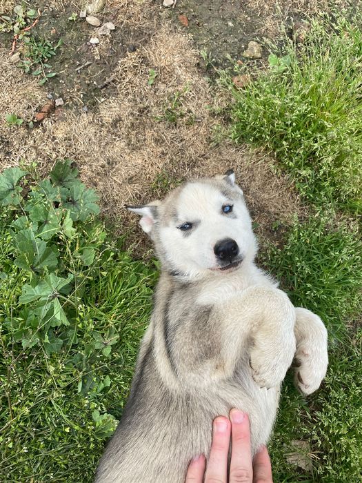 Donez pui husky  Timișoara