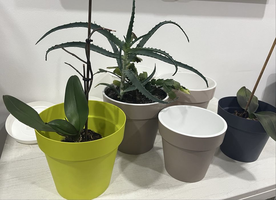 Горшки для цветов с орхидеями, алоэ и декабристом