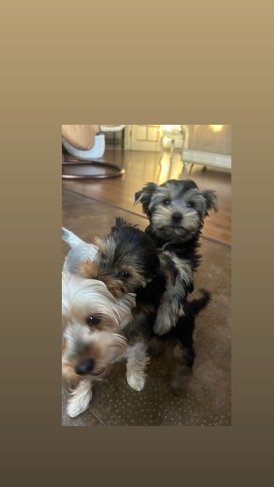 Продажа щенка Йоркширского терьера