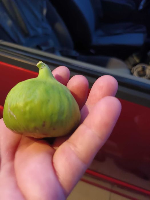 Stoloni capsuni remontanti, zmeura remontanta, smochin de la 0,60 lei.