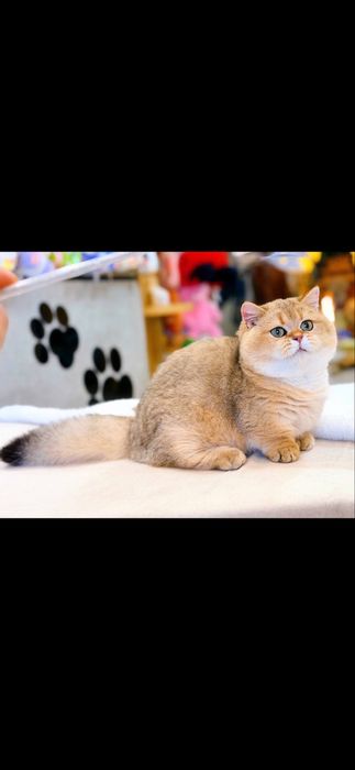 Манчкин Munchkin