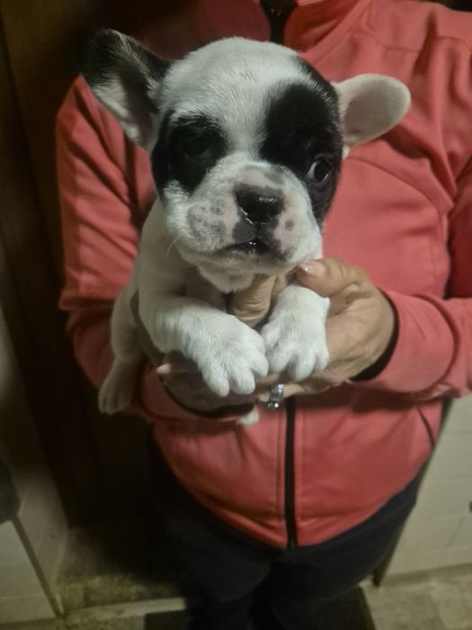 Френски Булдочета