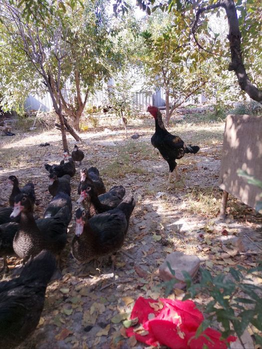 xoroz 500,000ming indushkala100,000ming