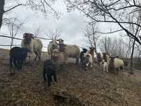 Vand oi avas și țurcane