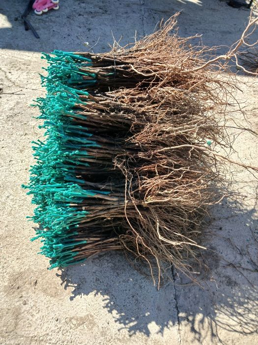 Vita de vie Anul 1 2 3