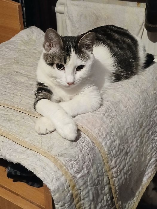 Бориска 4 месяца ищет заботливых любящих хозяев,мы ждем вас ,мама папа