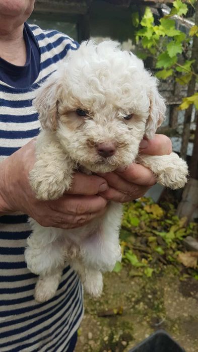 Лагото Романьоло