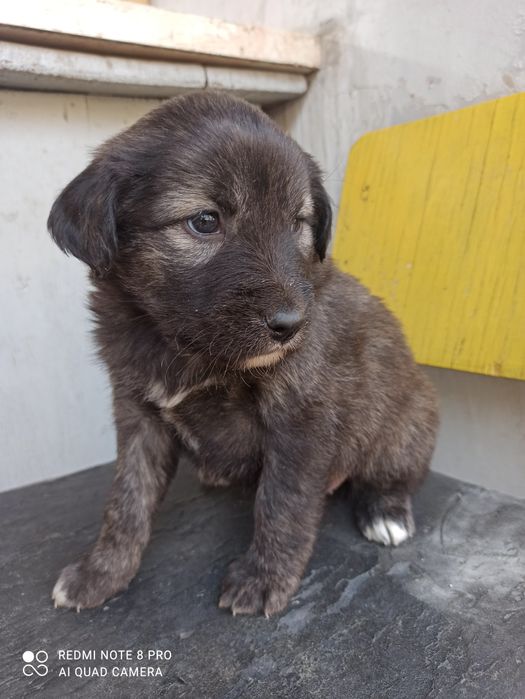 Щенки крупной породы домашние