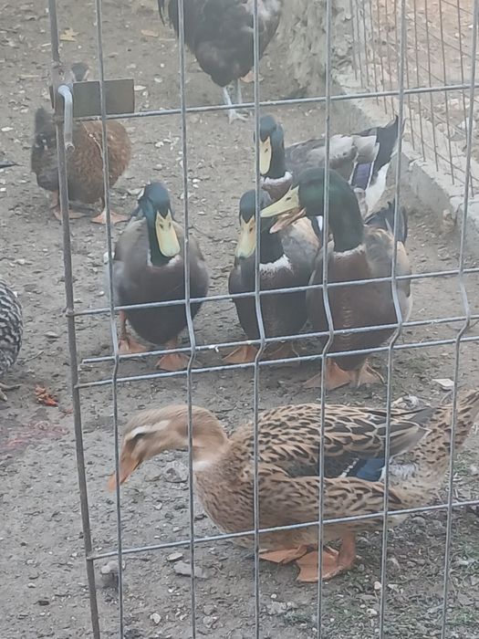 Rate rasa rouen sălbatic