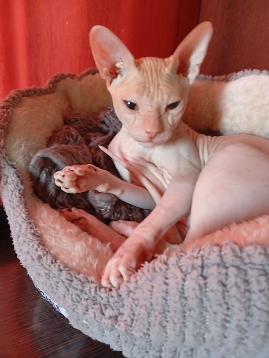 Свинкс.котик.свинкс