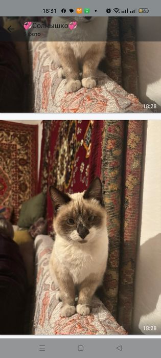 Отдам котеночка в добрые ручки